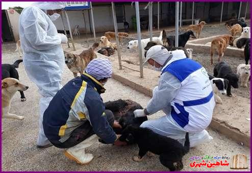 واکسیناسیون رایگان تعداد 152 قلاده سگ بدون صاحب در شهرستان شاهین شهر و میمه علیه بیماری هاری