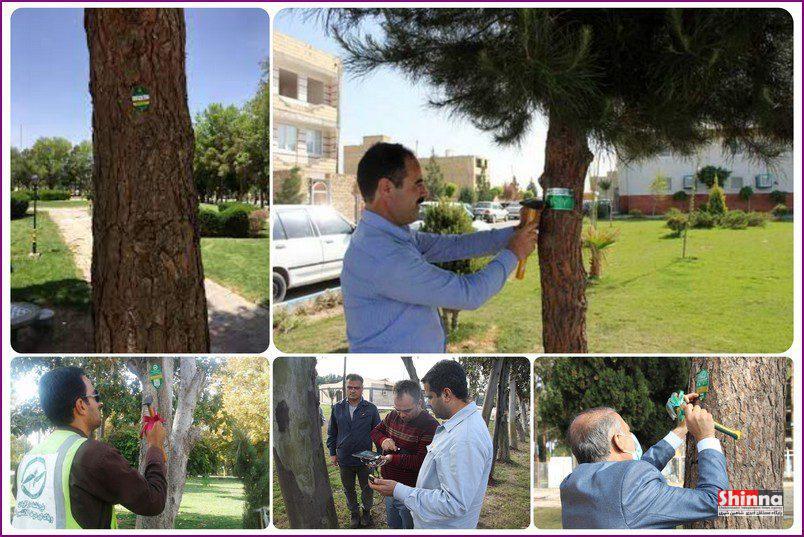 درختان شاهین شهر مجهز به پلاک هوشمند خواهند شد - پلاک کوبی درختان - پلاک هوشمند درختان