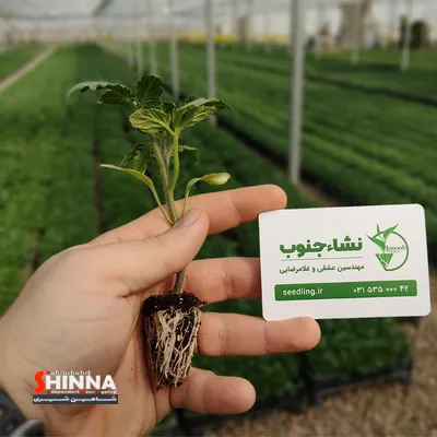 بزرگترین شهرک گلخانه ای تولید نشاء کشور با عنوان جنوب در شهرستان دهاقان استان اصفهان به بهره برداری رسید