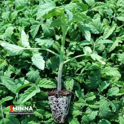 بزرگترین شهرک گلخانه ای تولید نشاء کشور با عنوان جنوب در شهرستان دهاقان استان اصفهان به بهره برداری رسید