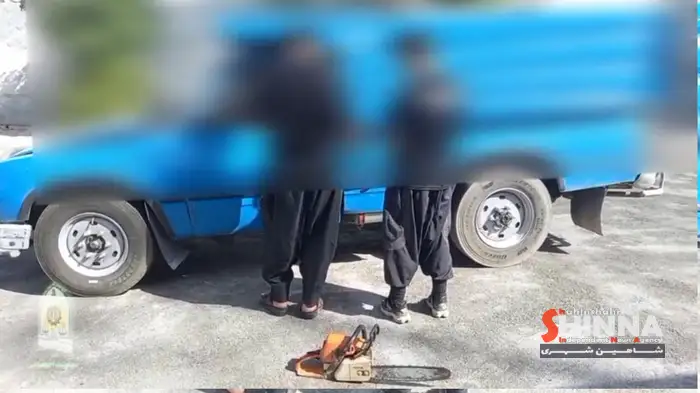 غافلگیری سارقان چوب و اشجار در شاهین شهر؛ دستگیری ۲ متهم هنگام قطع درختان