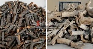 کشف بیش از ۴ تن چوب جنگلی قاچاق در شاهین‌شهر؛ کارگاه تولید زغال پلمب و یک متهم دستگیر شد