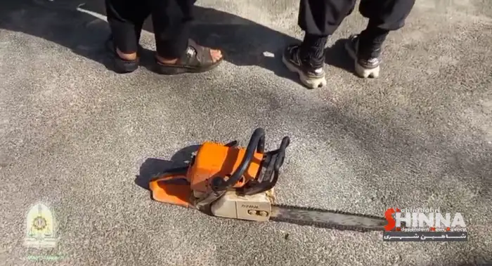 غافلگیری سارقان چوب و اشجار در شاهین شهر؛ دستگیری ۲ متهم هنگام قطع درختان