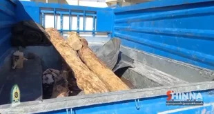 غافلگیری سارقان چوب و اشجار در شاهین شهر؛ دستگیری ۲ متهم هنگام قطع درختان