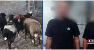 دستگیری سارقان مسلح احشام در عملیات پلیس شاهین‌شهر