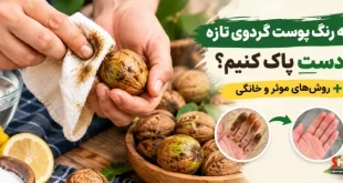چگونه رنگ پوست گردوی تازه را از دست پاک کنیم؟ +روش‌های موثر و خانگی